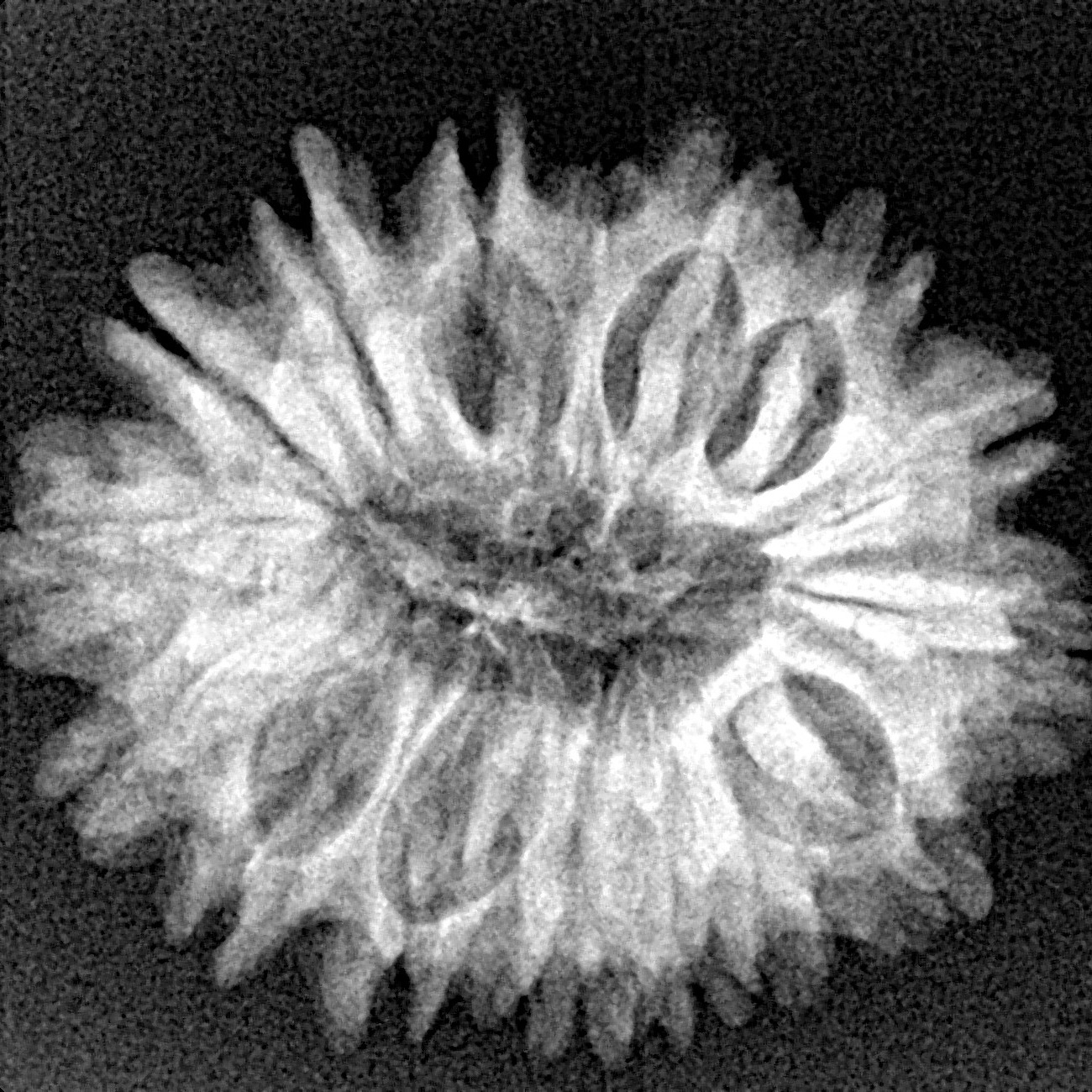 16 Mukhi Rudraksha 25.9mm 3.72gm - Xray