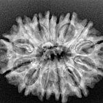 14 Mukhi Rudraksha 27.5mm 3.64gm - Xray