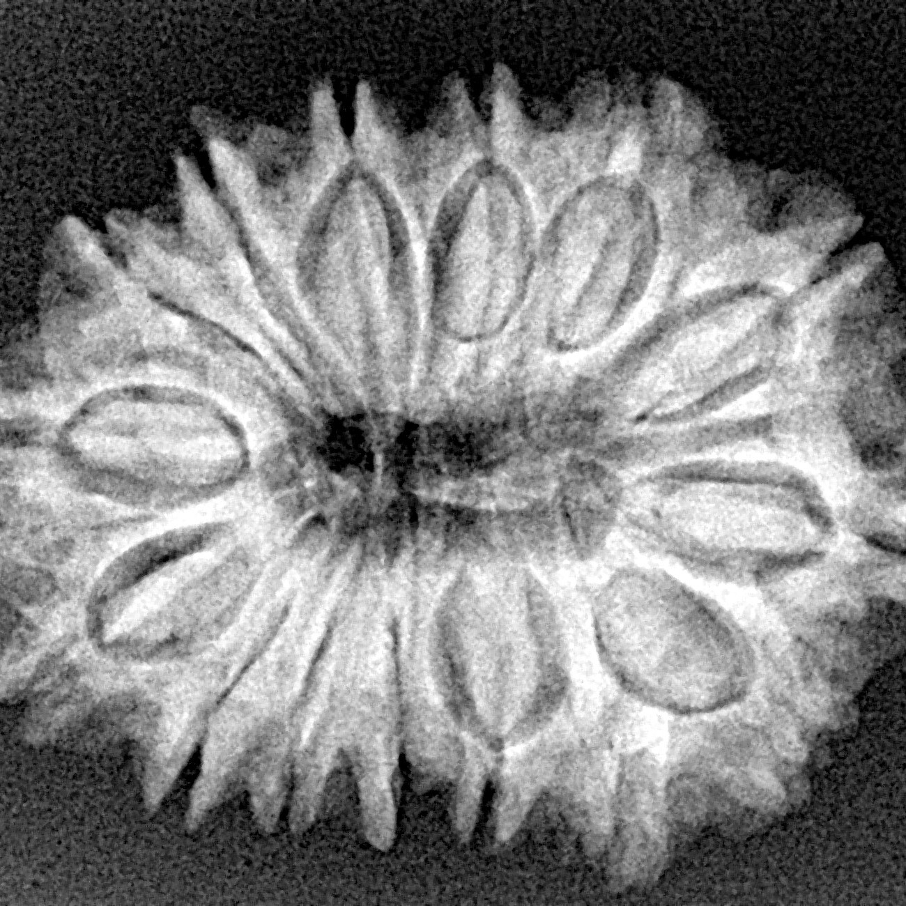 15 Mukhi Rudraksha 28.1mm 4.34gm - Xray