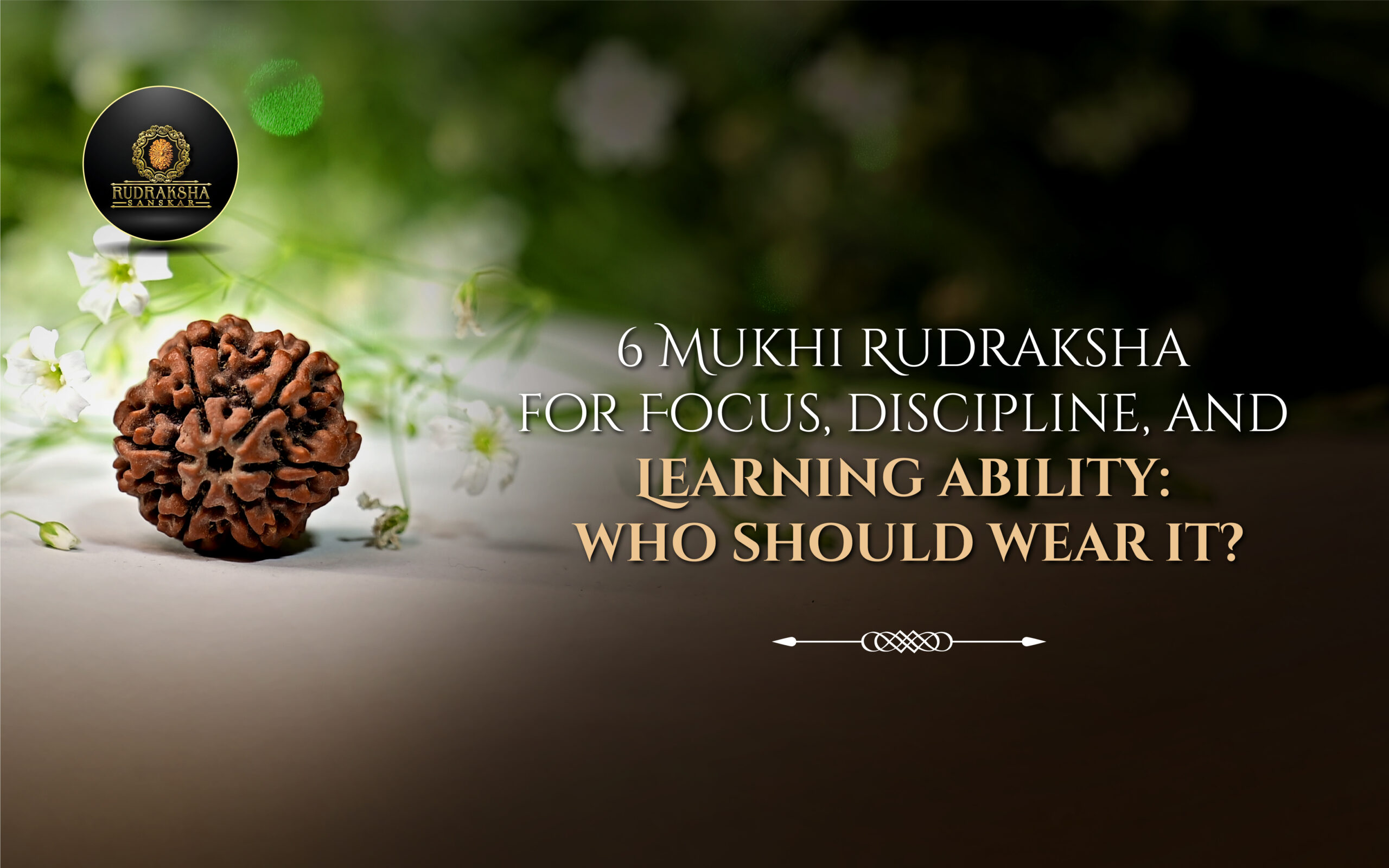 6 Mukhi Rudraksha for Focus, Discipline, and Learning Ability Who Should Wear It - Rudraksha Sanskar