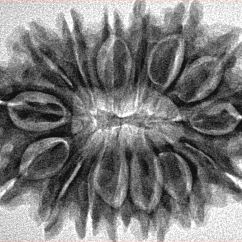 15 Mukhi Rudraksha 30.9mm 5.65gm - Inverse xray