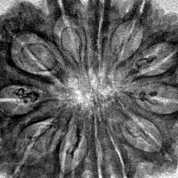 12 Mukhi Rudraksha 31.7mm 5.93gm - Inverse xray