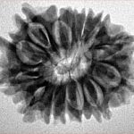 14 Mukhi Rudraksha 25mm 3.39gm - Inverse xray