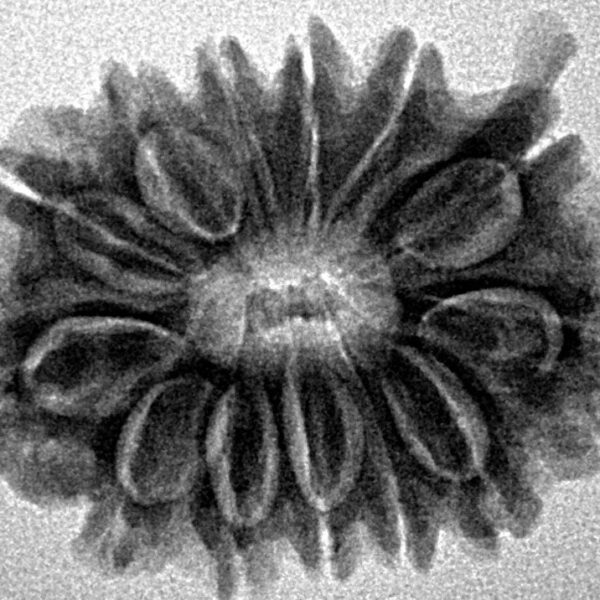 13 Mukhi Ganesh 27.2mm 4.46gm - Inverse xray