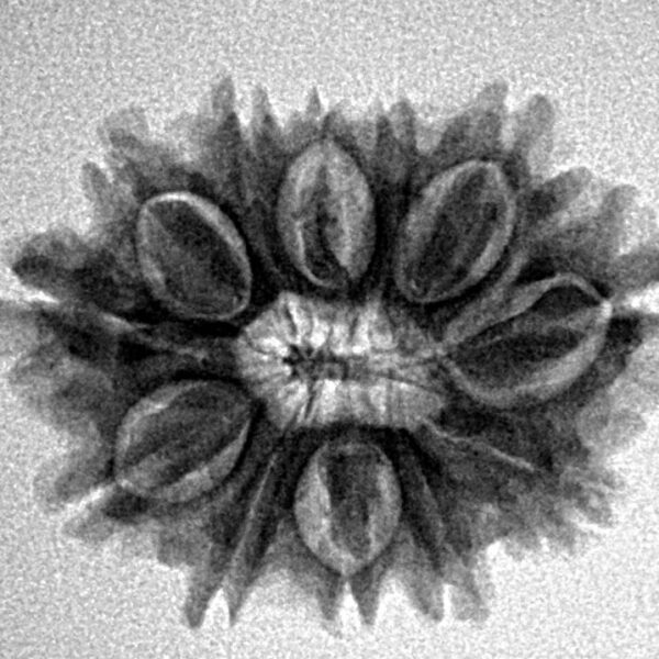 12 Mukhi Rudraksha 24.6mm 3.32gm - Inverse xray