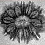 12 Mukhi Rudraksha 26.7mm 3.41gm - Inverse xray