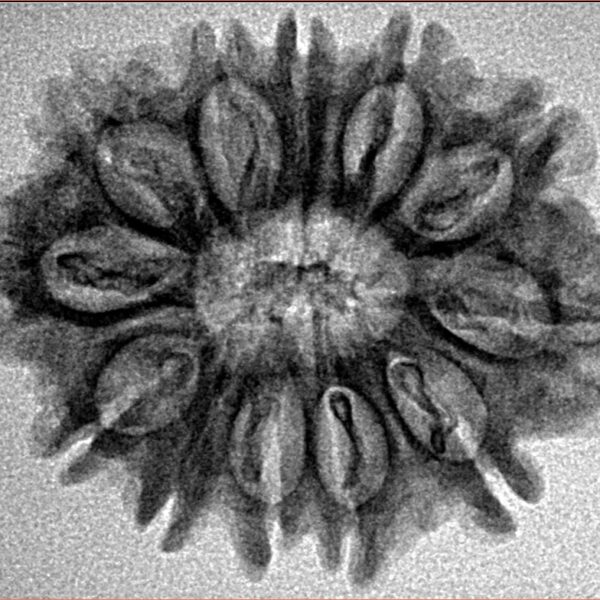 12 Mukhi Rudraksha 26.7mm 3.41gm - Inverse xray