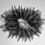 13 Mukhi Rudraksha 23.1mm 3.12gm - Inverse xray