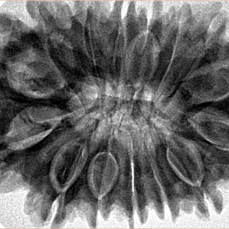 15 Mukhi Rudraksha 34.3mm 8.3gm - Inverse xray