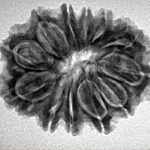 12 Mukhi Rudraksha 27.4mm 4.11gm - Inverse xray