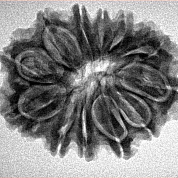 12 Mukhi Rudraksha 27.4mm 4.11gm - Inverse xray
