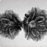 13 Mukhi Gaurishankar 30.9mm 4.2gm - Inverse xray