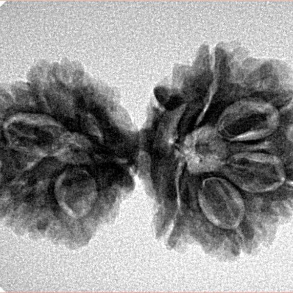 13 Mukhi Gaurishankar 30.9mm 4.2gm - Inverse xray