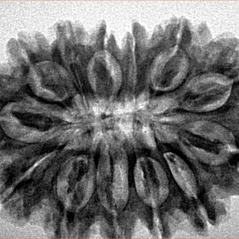 13 Mukhi Rudraksha 32.6mm 5.96gm - Inverse xray