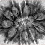 12 Mukhi Rudraksha 33.2mm 4.91gm - Inverse xray