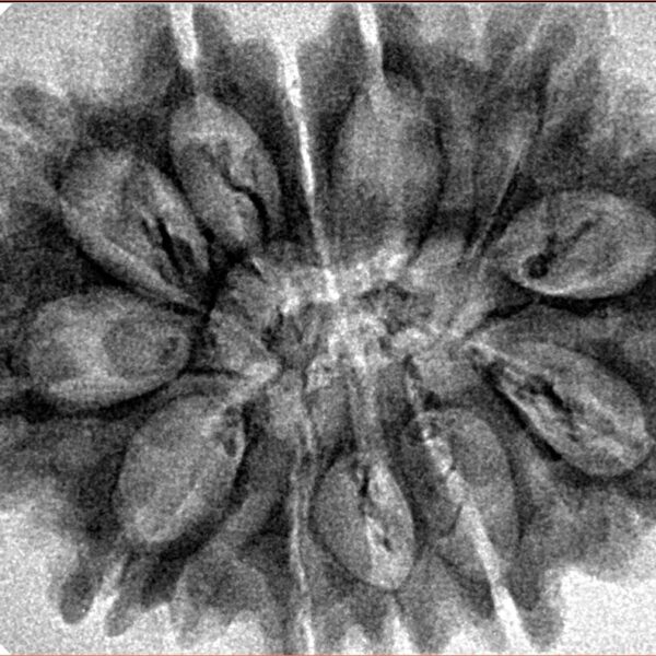 12 Mukhi Rudraksha 33.2mm 4.91gm - Inverse xray