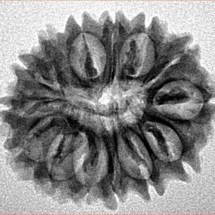 14 Mukhi Rudraksha 24.4mm 2.91gm - Inverse xray