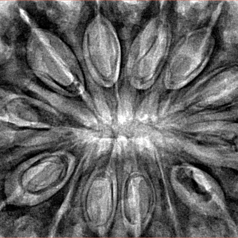 13 Mukhi Rudraksha 37.5mm 9.63gm - Inverse xray