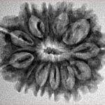 12 Mukhi Rudraksha 25.8mm 3.16gm - Inverse xray