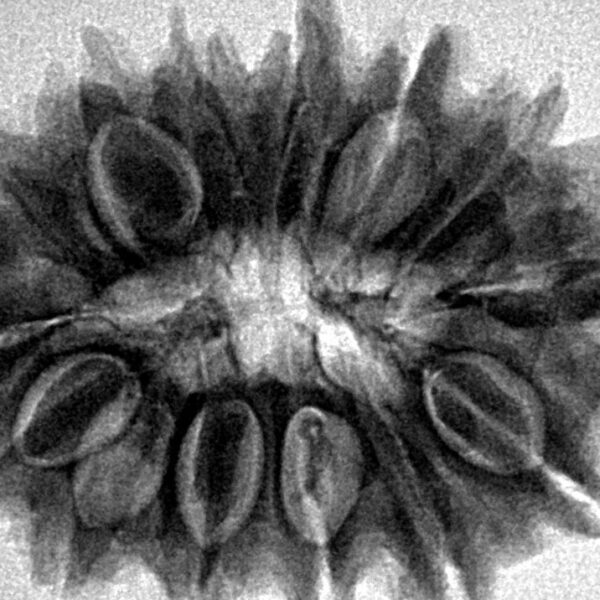 14 Mukhi Rudraksha 30.6mm 6.07gm - Inverse xray