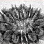 13 Mukhi Rudraksha 33.6mm 5.71gm - Inverse xray