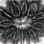 12 Mukhi Rudraksha 34.6mm 10.15gm - Inverse xray