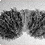 14 Mukhi Gaurishankar 34.3mm 4.29gm - Inverse xray