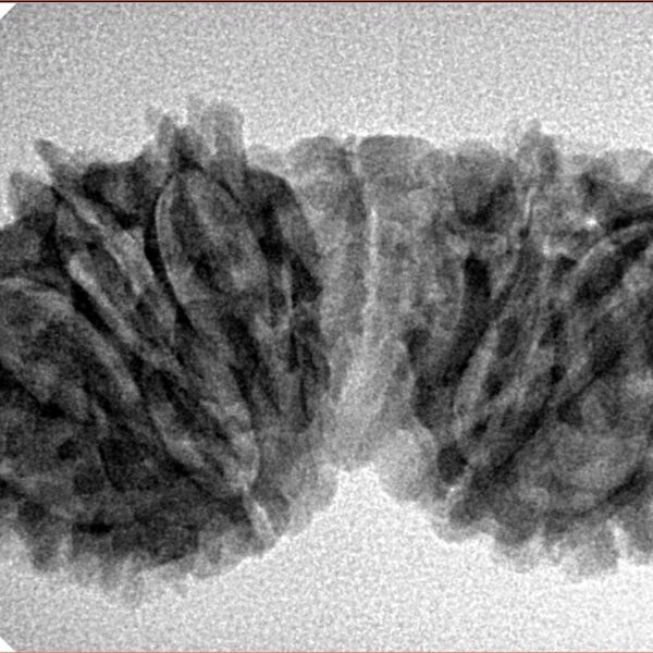 14 Mukhi Gaurishankar 34.3mm 4.29gm - Inverse xray