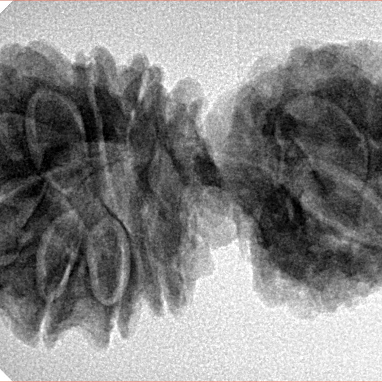 14 Mukhi Gaurishankar 36.7mm 6.35gm - Inverse xray