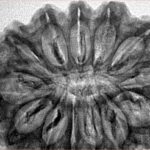 13 Mukhi Rudraksha 34.1mm 6.83gm - Inverse xray