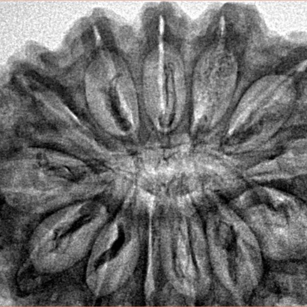 13 Mukhi Rudraksha 34.1mm 6.83gm - Inverse xray