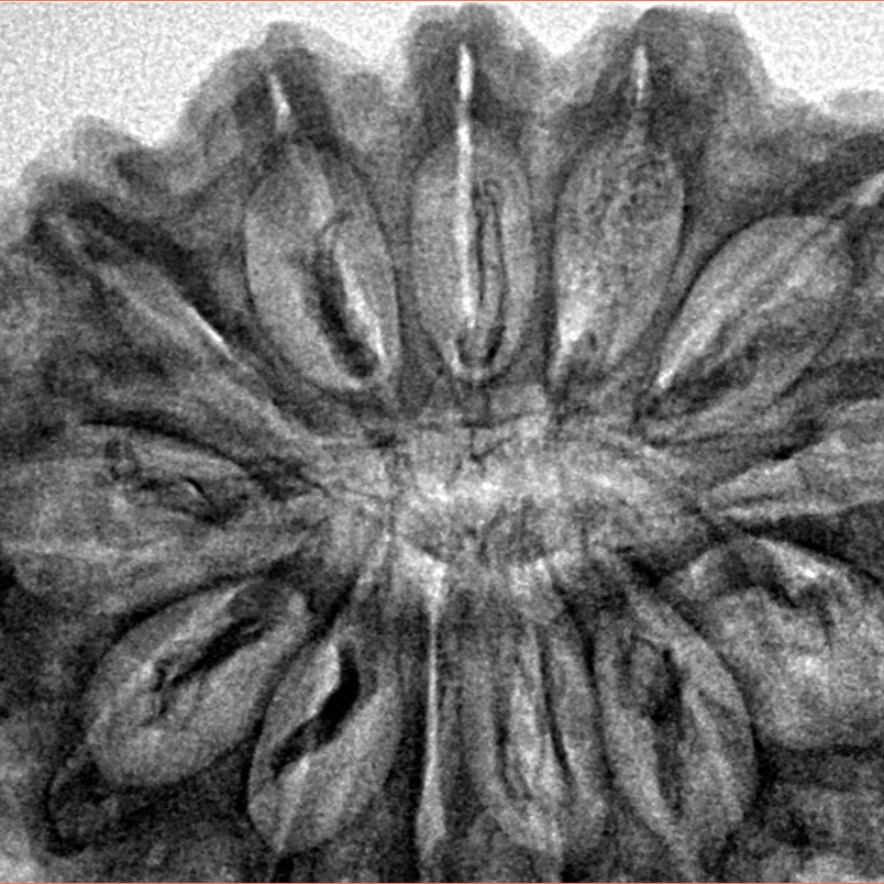 13 Mukhi Rudraksha 34.1mm 6.83gm - Inverse xray