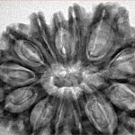 13 Mukhi Rudraksha 34.8mm 6.85gm - Inverse xray