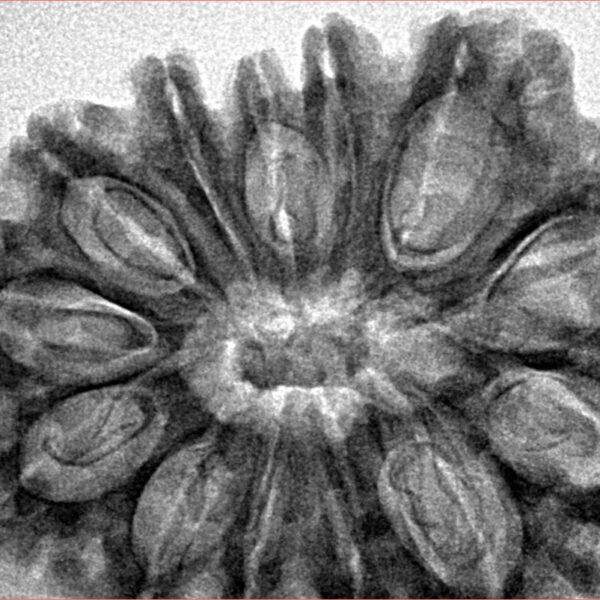 13 Mukhi Rudraksha 34.8mm 6.85gm - Inverse xray