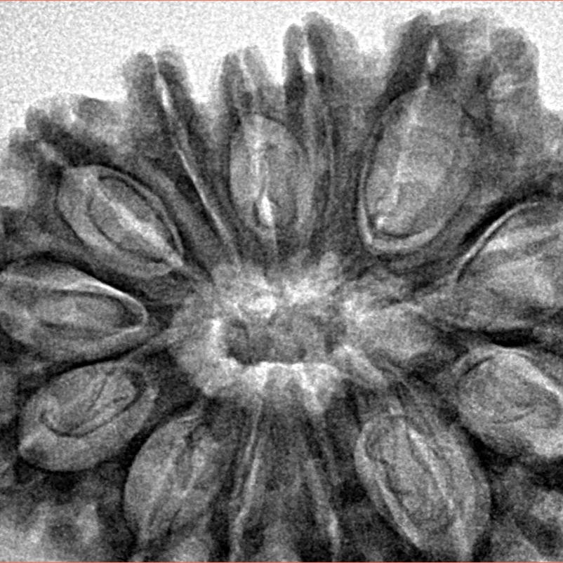 13 Mukhi Rudraksha 34.8mm 6.85gm - Inverse xray