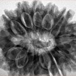 13 Mukhi Rudraksha 31.7mm 7.48gm - Inverse xray