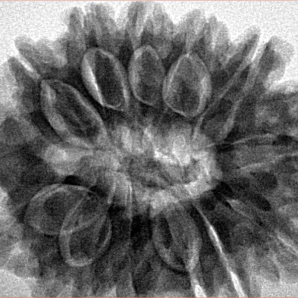 13 Mukhi Rudraksha 31.7mm 7.48gm - Inverse xray