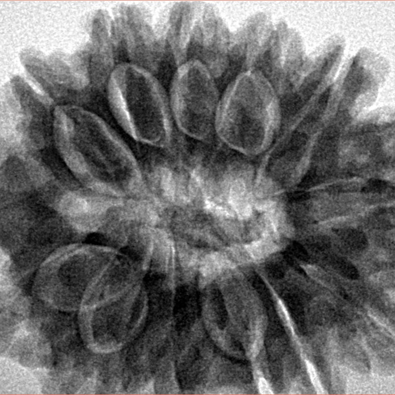 13 Mukhi Rudraksha 31.7mm 7.48gm - Inverse xray