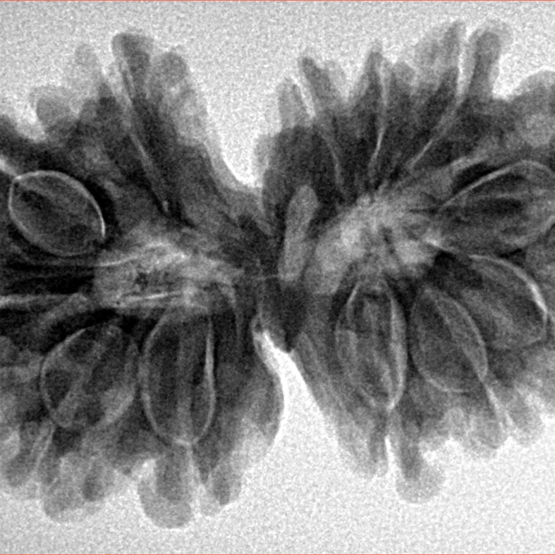 14 Mukhi Gaurishankar 34.5mm 6.44gm - Inverse xray