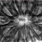 12 Mukhi Rudraksha 36.8mm 9.78gm - Inverse xray