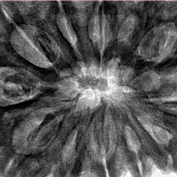 12 Mukhi Rudraksha 36.8mm 9.78gm - Inverse xray