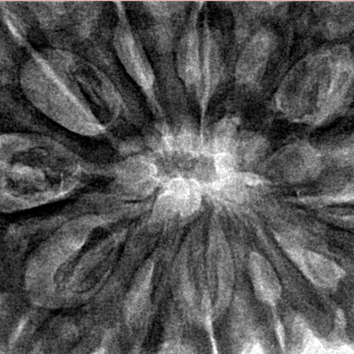 12 Mukhi Rudraksha 36.8mm 9.78gm - Inverse xray