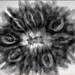 12 Mukhi Rudraksha 32.5mm 7.45gm - Inverse xray