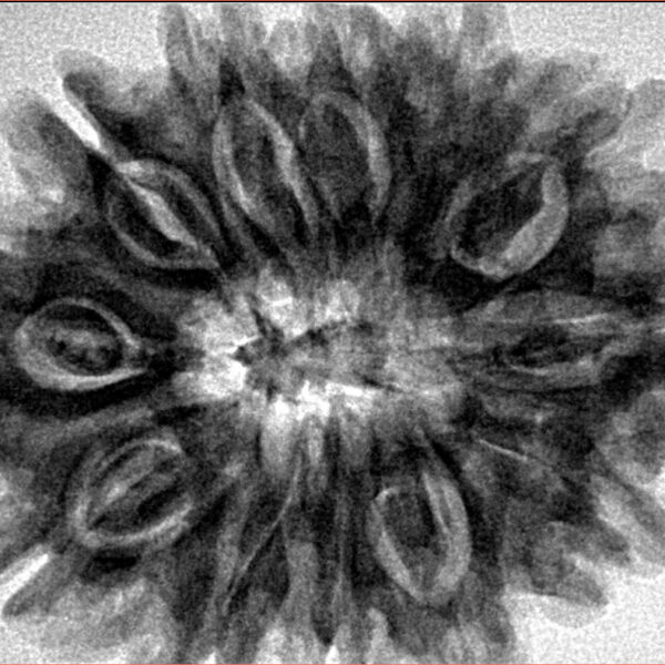 12 Mukhi Rudraksha 32.5mm 7.45gm - Inverse xray