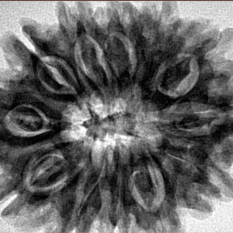 12 Mukhi Rudraksha 32.5mm 7.45gm - Inverse xray