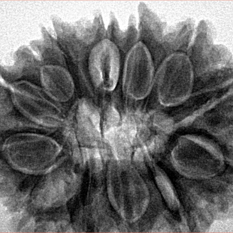 13 Mukhi Rudraksha 31.7mm 7.94gm - Inverse xray