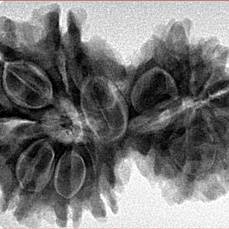 14 Mukhi Gaurishankar 35mm 7.22gm - Inverse xray