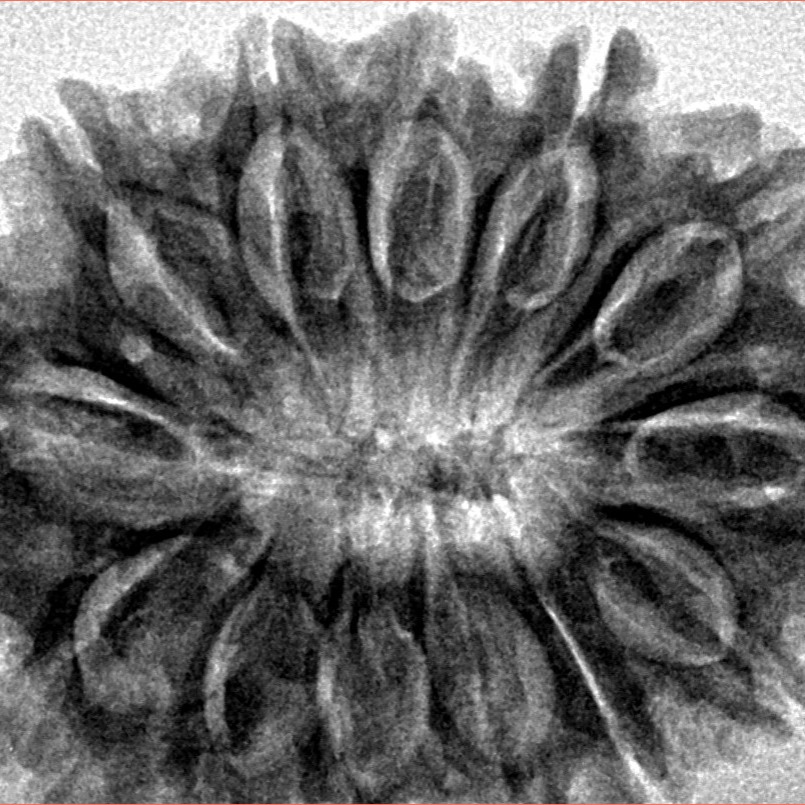13 Mukhi Rudraksha 31.9mm 6.22gm - Inverse xray