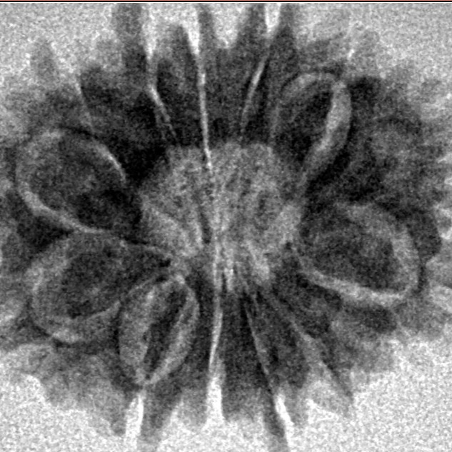 13 Mukhi Rudraksha 23.4mm 3.25gm - Inverse xray