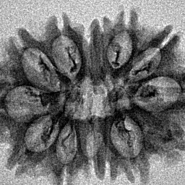 14 Mukhi Rudraksha 28mm 2.79gm - Inverse xray